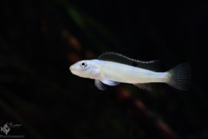 Steatocranus tinanti