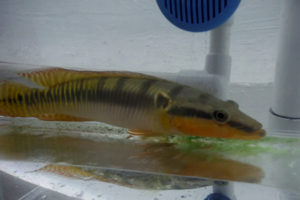 The sought after (and very expensive) Crenicichla zebrina, another resident of Segrest Farms' new softwater holding system