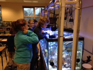 Students are looking into an open topped tank. Small Kessil LED lights hanging from above create a wide beam of light but don't take up space and allow for access.