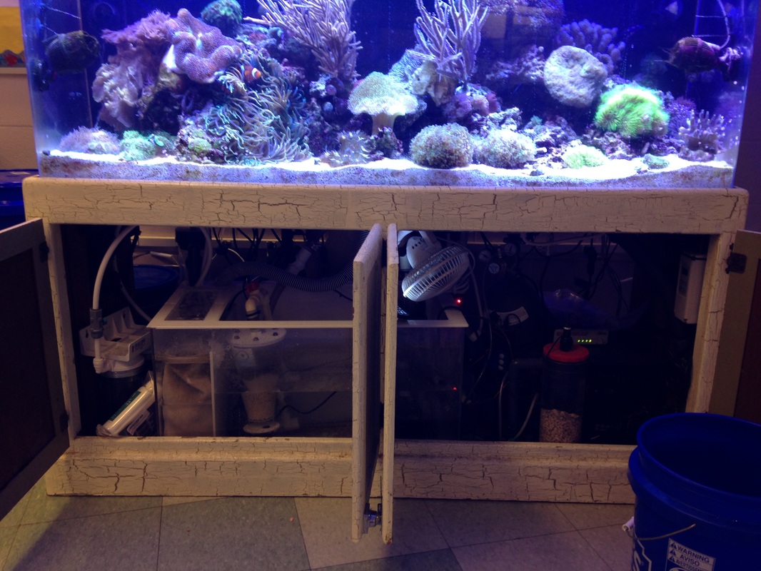 Tank Tips: A Freshwater Aquarium in the Classroom