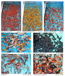 Typical pond fare; koi and goldfish, conditioned before delivery to retailers.