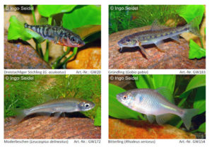 Sticklebacks, Moderlieschen, European Gudgeon and bitterlings represent some of the European offerings in Germany this year.