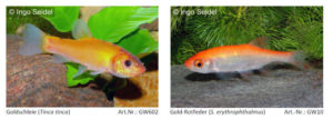 Ornamental color variants of European native species are also on offer this year.