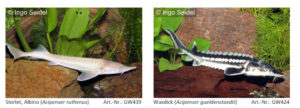 Aquacultured sturgeon represent an unexpected choice of pond fish for those with large bodies of water.
