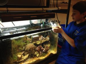 A young boy is pouring rotifers from a live rotifer culture into a 30 gallon aquarium. The reef tank is set up with used equipment including a simmer, T5 florescent light, live rock, Ehiem canister filter and Tunze osmolator auto top-off system. Chaetomorpha and Caulerpa macro algae reduce nitrates and phosphates