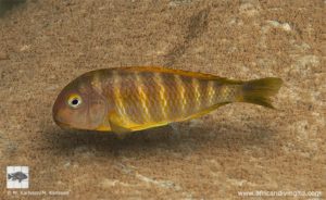 Fig. 4. Tropheus brichardi at Masaka Point, Bulombora (I4). Southern populations of Tropheus brichardi seem to be the most colourful. The Tropheus brichardi from Tanzania (Kigoma variant) was discovered by Wolfgang Staeck in 1974 and first exported by Klaus Grom in 1975.