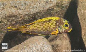 Fig. 1. A Kushangaza form of Tropheus sp. "Crescentic" just south of Halembe. Mutant coloured individuals are rare in this locality. The rocky shore south of Halambe village harbours the southernmost population of this species. The name "Crescentic" derives from Pierre Brichard’s observations of Tropheus in the late seventies and in the eighties.