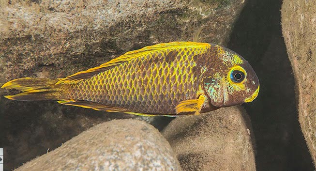 Kushangaza at Halembe in Lake Tanganyika, and Observations on Brichard’s Tropheus