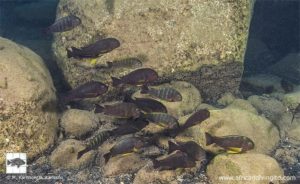 Fig. 13. Tropheus sp. "Lukuga" at Kalela Island (M4) (also known as Magambo Island). Adult induviduals of this species typically have a solid greyish brown body colouration and bright yellow pectoral fins.