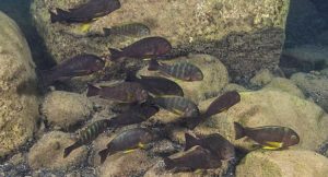 Fig. 13. Tropheus sp. "Lukuga" at Kalela Island (M4) (also known as Magambo Island). Adult induviduals of this species typically have a solid greyish brown body colouration and bright yellow pectoral fins.