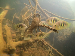 Etroplus canarensis
