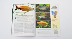 Our Aquatic Notebook continues with Hans-Georg Ever's look at three newly-described Rainbowfish species from the Bird's Head Peninsula of West Papua, Indonesia.