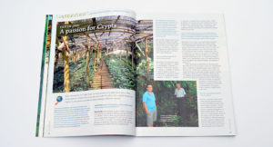 Through the lens of Hadi Susilo, "Out of Java: A Passion For Crypts", by AMAZONAS Magazine Editor-in-Chief Hans-Georg Evers, takes us to a family-run nursery in Java which grows a number of Cryptocoryne species that will excite enthusiasts of rare aquarium plants.