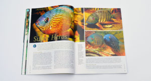 Peter Ditttrich introduces us to the natural diversity of wild Severums (and an aquarium strain) in his article "Super Heros"