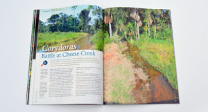 Hans-Georg Evers takes us to Peru to investigate the habitat and behavior of armored catfishes in the article "Corydoras - Battle at Cheese Creek".