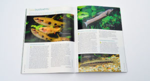 Our Species Snapshots this issue include Pyrrhulina spilota, Channa asiatica, Erromyzon kalotaenia, Balitoropsis leonardi, the undescribed Melanotaenia sp. "Sungai Sesey", and Ophiocara porocephala. Learn more about them in the May/June 2015 edition of AMAZONAS Magazine.