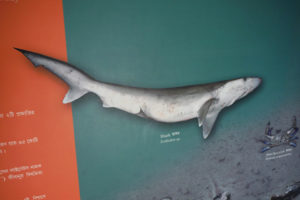 Illustration of a native shark species at a local science center