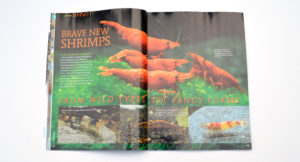 Uwe Neumann and Friedrich Bitter discuss Brave New Shrimps; from wild types to fancy forms, kicking off our cover story features!