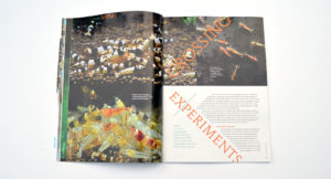 Friedrich Bitter examines Crossing Experiments, unlocking the genetic secrets of dwarf shrimps.