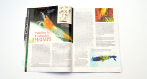Rachel O'Leary introduces us to emerging parasites, and their possible treatments, in "Parasites in Freshwater Shrimps".