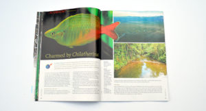 "Charmed by Chilantherina", by Michael Wagner, introduces readers to an over overlooked genus of rainbowfishes.