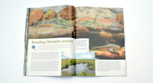 Hans-Georg Evers isn't shy; he's bragging about the collection and subsequent breeding of Otocinclus arnoldi!