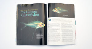 All you ever wanted to know about The Enigmatic Glassfishes, as reported by Tan Heok Hui.