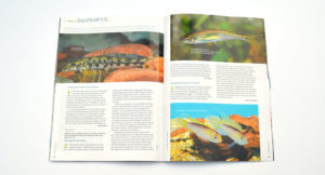 Our Species Snapshots in this issue include Vanmanenia hainanensis, Nematabramis borneensis, Apistogramma agassizii "Fire Gold", Laimosemion mahdiaensis, Anubias barteri "White", and Schistura spiloptera. Learn more about them in the July/August 2015 edition of AMAZONAS Magazine.