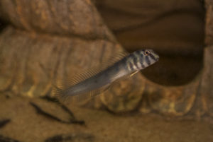 The Zebra Blenny (O. zebra) in the author’s aquarium. These fish are occasionally collected from the Sunderbans