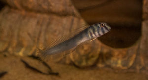 The Zebra Blenny (O. zebra) in the author’s aquarium. These fish are occasionally collected from the Sunderbans