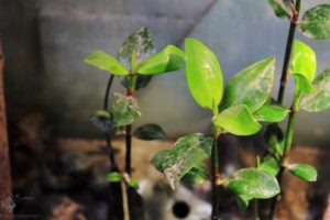 Sunderban Biotope