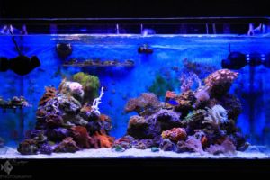 Mr Ashok Yadav's saltwater r