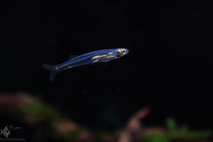 Danionella priapus