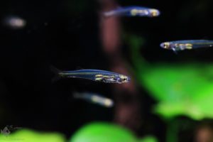 Danionella translucida