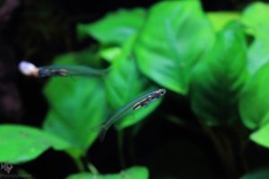 Danionella translucida