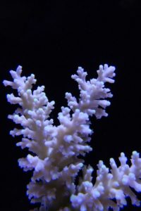 In-tank image of a Acropora fragment, The chromatic aberration at the bottom is due to the LED lights over this tank, not the camera itself.