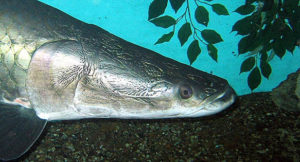 The Arapaima is a prime example of a fish species capable of outgrowing home aquariums.