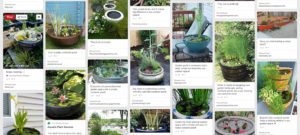 Container Ponds & Ponds in a Pot | Short on space? Container pons and "ponds in a pot" fit anywhere. See more on Pinterest!