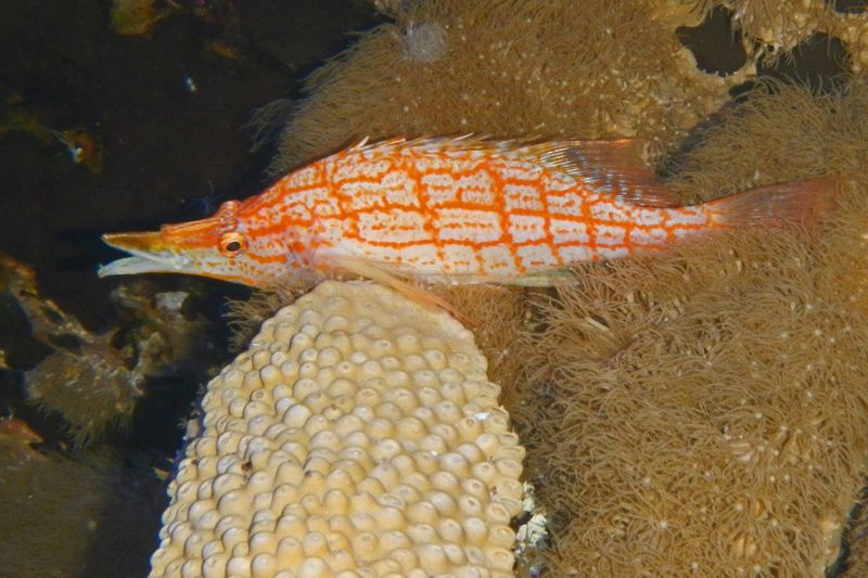 In tank shots taken while standing next to the tank make it very difficult to frame your image. This was taken by shooting in the hawkfish's general direction and then cropping the image.