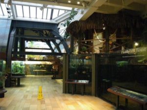 Here is the Shedd's Amazon Rising exhibit - where they modified the old fashioned "tanks in a row" exhibits of their older galleries into an open, modern exhibit.