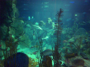 Here is a snapshot of their coral reef exhibit - where I got my start in public aquariums as their reef tank diver back in 1985.