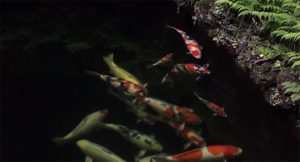 A tranquil night at the pond - screenshot from Koi360.com video.