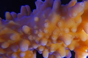 In-tank macro shots are also possible with the AW100.