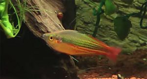 Melanotaenia sp. "Dekai", now described as M. garylangei - screenshot of video by RainbowfishStable.