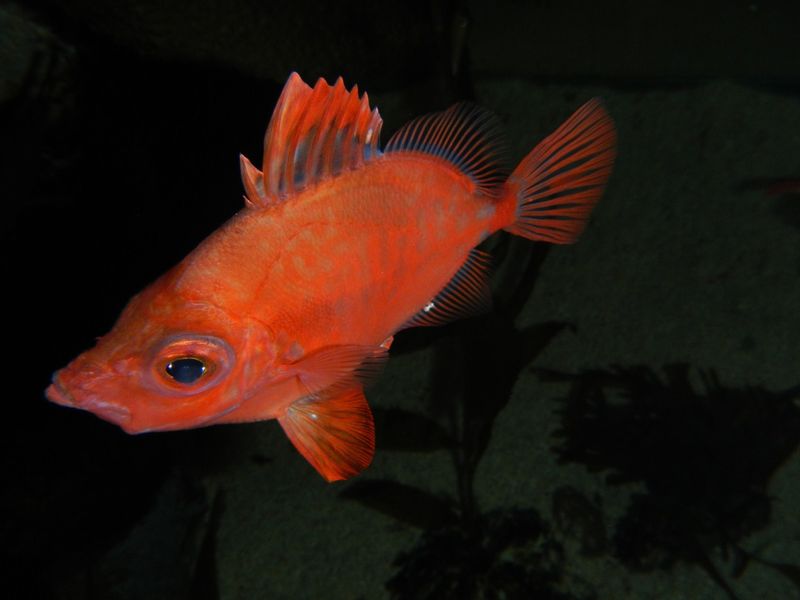 One problem with in-tank underwater photography is the vantage point - usually from above the subject. While this can be used for its novel effect, you wouldn't want every image shot from this angle.