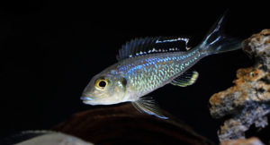 Callochromis pleurospilus