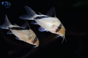 Corydoras melini
