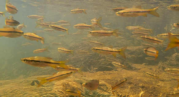 Biotope Video: Sinharaja National Park, Sri Lanka