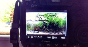 Using a tripod to ensure the aquascape is photographed exactly square and level is essential