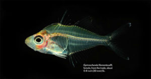 Gymnochanda filamentosaIII, female, from the trade, about 0.8 inch (20 mm) SL.